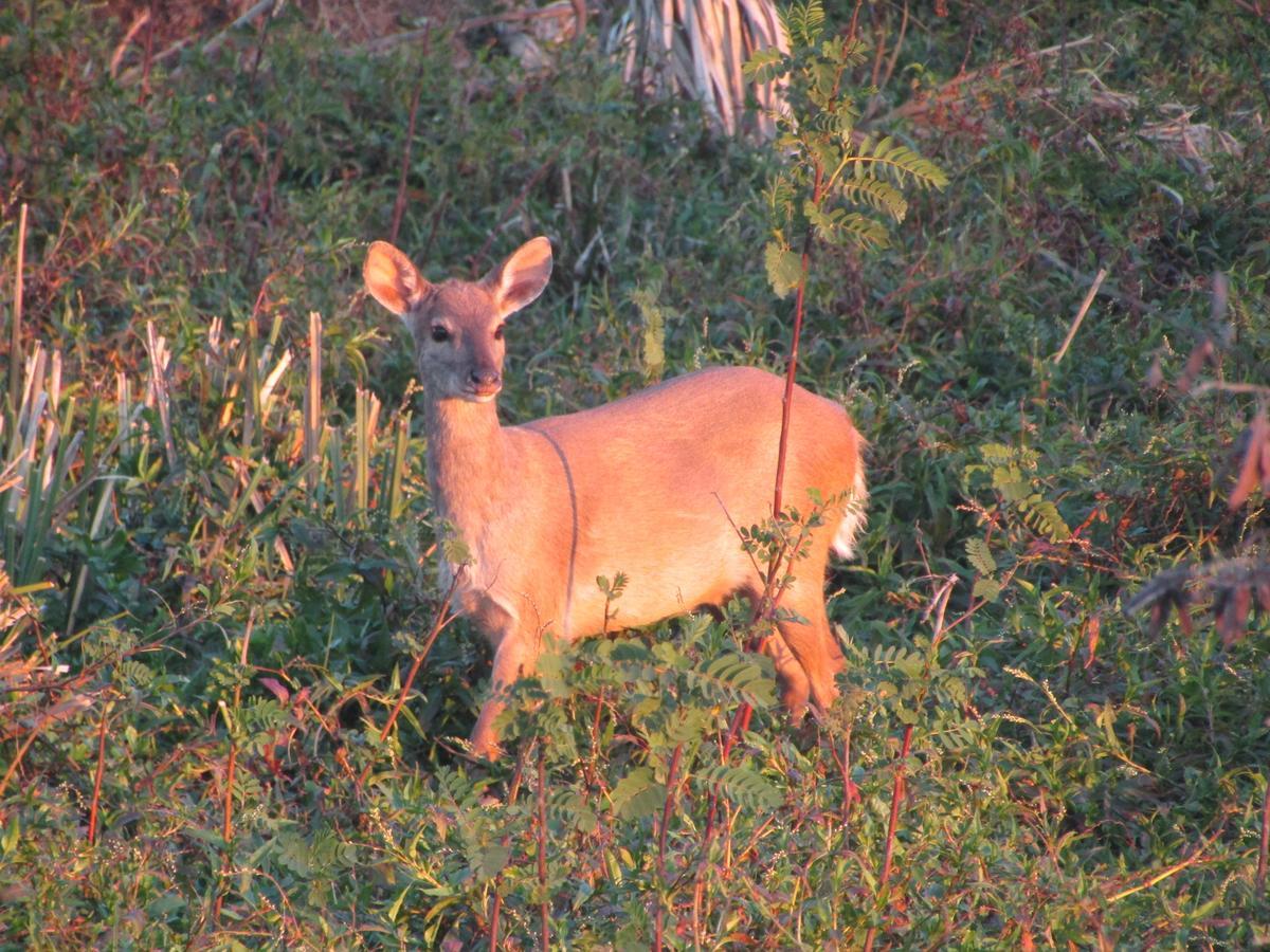 Arandu Ecolodge Colonia Carlos Pellegrini  Eksteriør billede